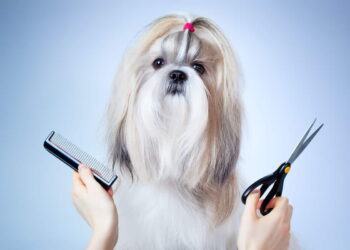 Totul despre tunsul câinilor – ești din Suceava? Poți beneficia de acest serviciu la Nord Vet