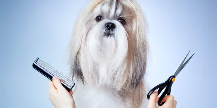 Totul despre tunsul câinilor – ești din Suceava? Poți beneficia de acest serviciu la Nord Vet