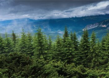 Dezastru ecologic în sudul României păduri întregi distruse de secetă și climă extremă