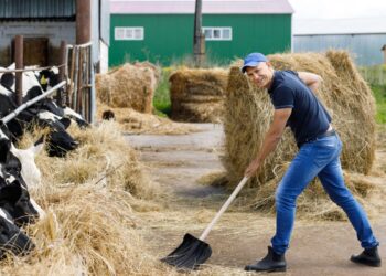 farmer man running shovel farm cows