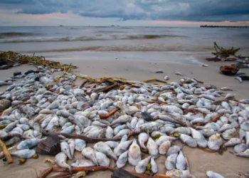 dead fish on beach 1024x683